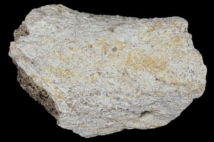 Fossil Triceratops Bone Section - North Dakota #117363
